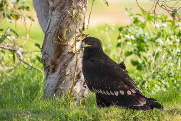 Greater Spotted Eagle