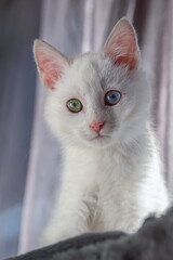 White kitten