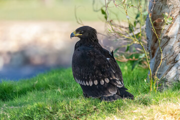 Greater Spotted Eagle