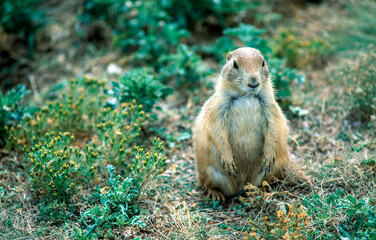 Prairie dogs on the prairie of South Dakota, USA