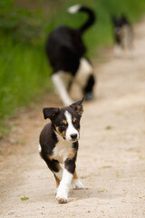 cute young border collie puppy out on walk on a path