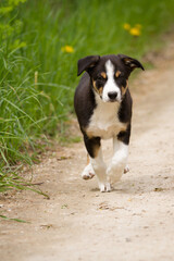 cute young border collie puppy out on walk on a path