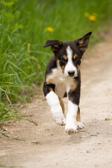 cute young border collie puppy out on walk on a path