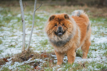 Fototapeta na wymiar Portrait of a dog, Chinese breed Chow Chow