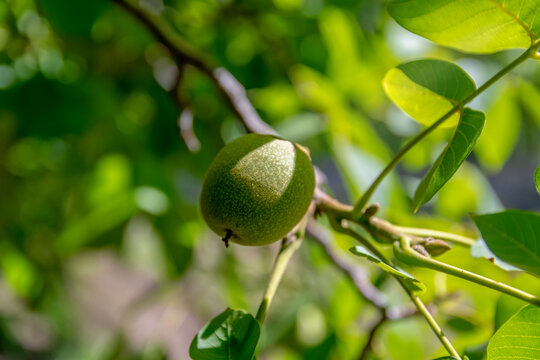Green walnut fruits on blurred background, close-up