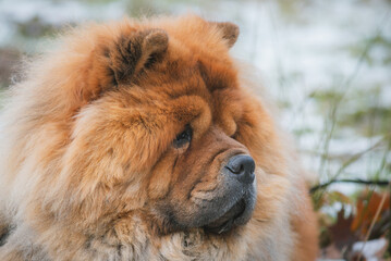 Portrait of a dog, Chinese breed Chow Chow