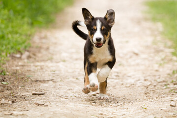 cute young border collie puppy out on walk on a path