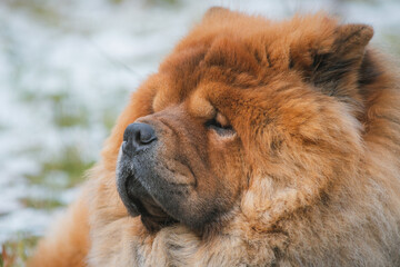 Portrait of a dog, Chinese breed Chow Chow