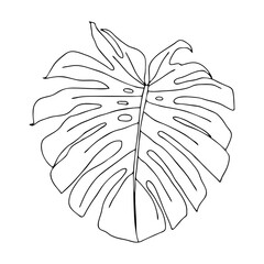 Illustration of a black leaf monstera isolated on a white background