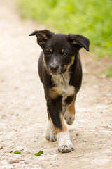 cute young border collie puppy out on walk on a path