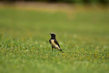 Pied Wheatear at grasses