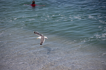Seagull in Monterey, California