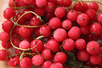 Fresh red currant berries. Scientific name is Ribes rubrum. Top view.