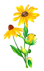 Hand drawn watercolour illustration of bouquet of yellow and green rudbeckia isolated on white background. - obrazy, fototapety, plakaty