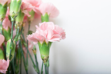 Small bouquet of pink carnations in on a white background, copy space