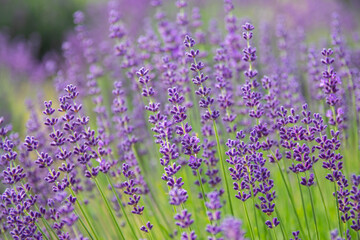 Lavender bushes closeup on sunset.. Field of Lavender, Lavender officinalis. Lavender flower field, image for natural background.