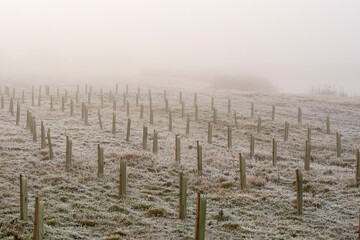 Tree plantation in freezing fog