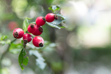 alternative medicine rose hips, traditional medicine, health, fruits on the tree