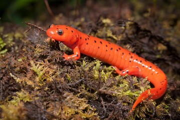 Vibrant colorful beautiful red Midland Mud salamander macro field guide portrait