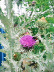 Bright pink flower of the medicinal plant thistle, prickly tartar on the green stalk.