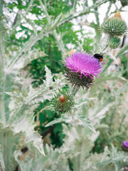 Bright pink flower of the medicinal plant thistle, prickly tartar on the green stalk.