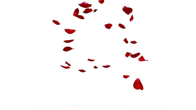 Many red rose petals fall to the floor. The camera is located on the floor. Isolated white background. 4K video quality