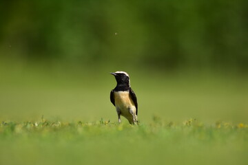 Pied Wheatear at grasses