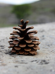 Close up of a pine cone on a rock.