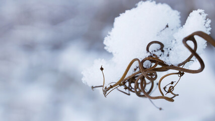 Snow on a branch