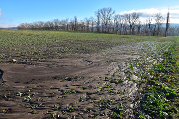 water erosion waste of field plants in agriculture landscape - 402738085