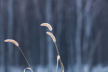 Close up of frosty Foxtail Weeds during winter with trees in the background. Selective focus, background blur and foreground blur.
