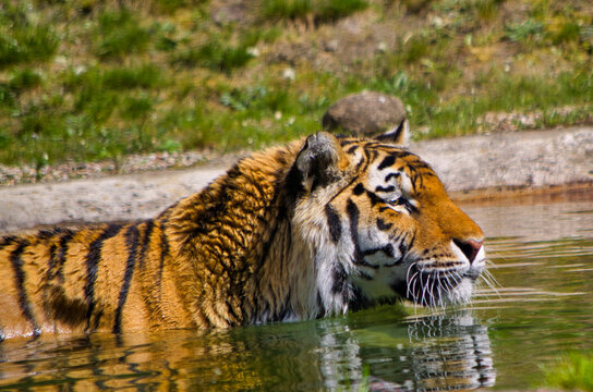 Bad für den Tiger