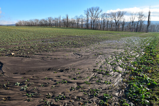 water erosion waste of field plants in agriculture landscape