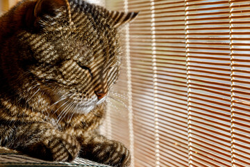 Funny portrait arrogant short-haired domestic tabby cat relaxing near window blinds at home indoors. Little kitten lovely member of family playing in house. Pet care health and animal concept