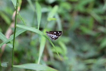 Selective focus on a Grass Demon butterfly on a grass leaf