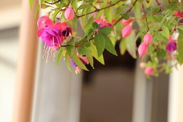beautiful pink-purple flower. Fuchsia flower. Ladies eardrops flower