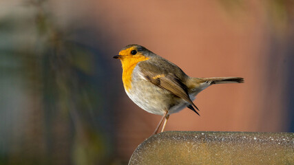 robin perched and looking at the camera