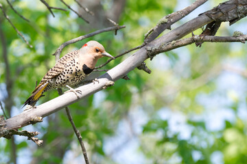 a northern flicker perched on a branch in a tree