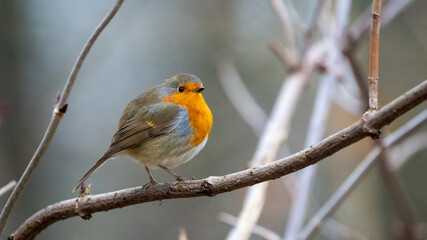 Fototapeta premium robin on a branch