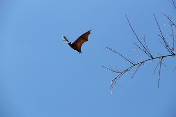 Wild flying Megabats in Sri Lanka