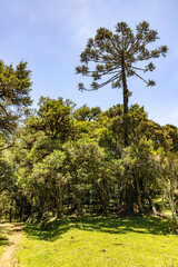 Fototapeta premium Farm road with Araucaria forest