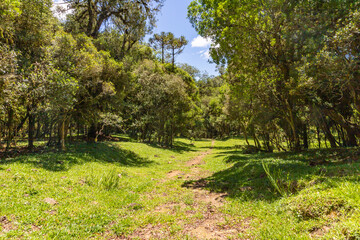 Fototapeta na wymiar Farm road with Araucaria forest