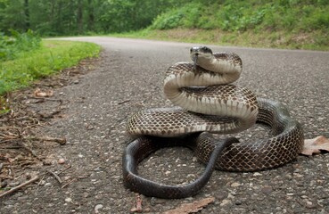 Large adult Eastern gray black rat snake in road with defensive posture