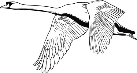 hand drawn illustration of an swan © xamyak13