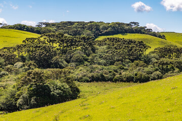 Farm field with flowers and Araucaria forest