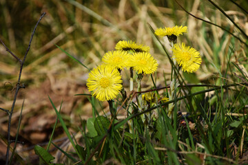 Sign of spring with yellow coltsfoot flowers in the nature. Latin name of flower is Tussilago...