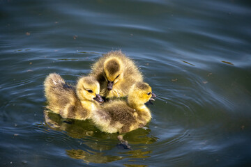 A group of three cute yellow baby chicks