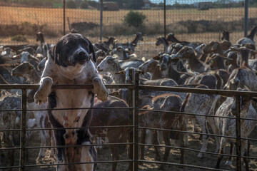 Herd of goats in a corral guarded by a big mastiff. A livestock guardian dog. 