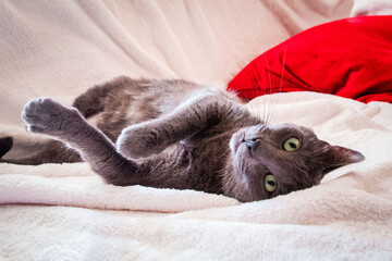 A Russian Blue resting in bed