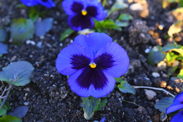 A close up. Beautiful Viola with blue,purple colors. flower